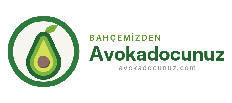 Avokadocunuz