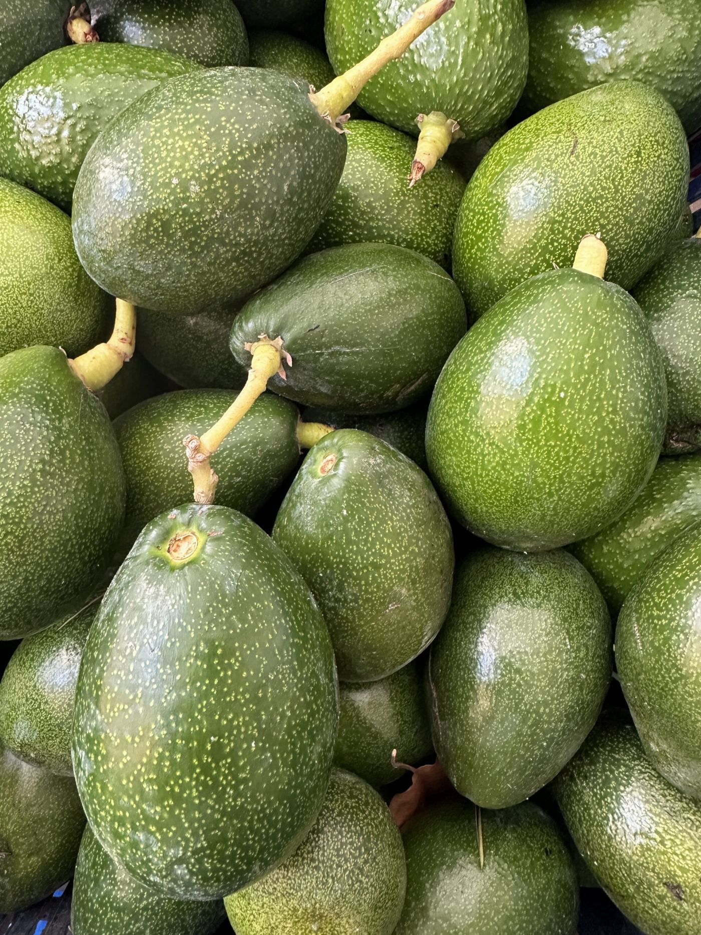 20 Adet Avokado
